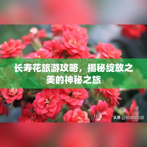 长寿花旅游攻略，揭秘绽放之美的神秘之旅