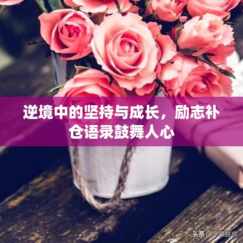 逆境中的坚持与成长，励志补仓语录鼓舞人心