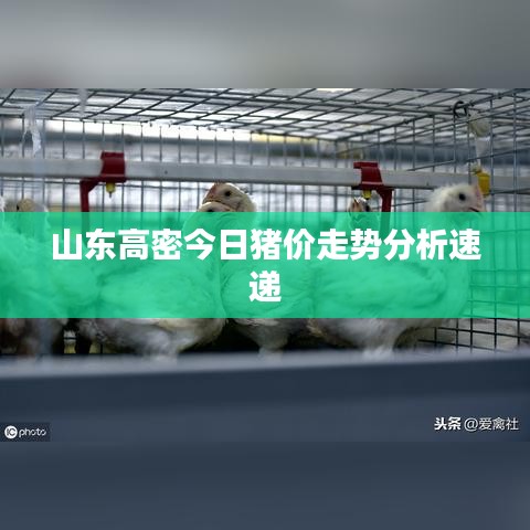 山东高密今日猪价走势分析速递