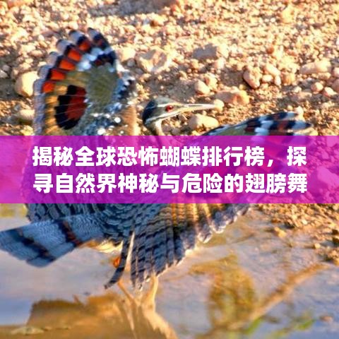 揭秘全球恐怖蝴蝶排行榜，探寻自然界神秘与危险的翅膀舞者