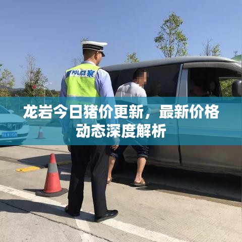 龙岩今日猪价更新，最新价格动态深度解析
