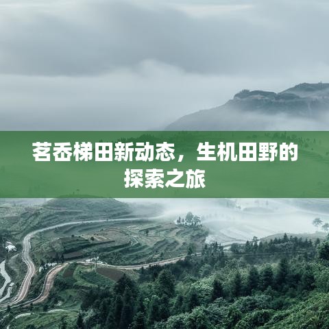 茗岙梯田新动态，生机田野的探索之旅