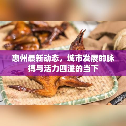 惠州最新动态，城市发展的脉搏与活力四溢的当下