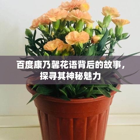 百度康乃馨花语背后的故事，探寻其神秘魅力