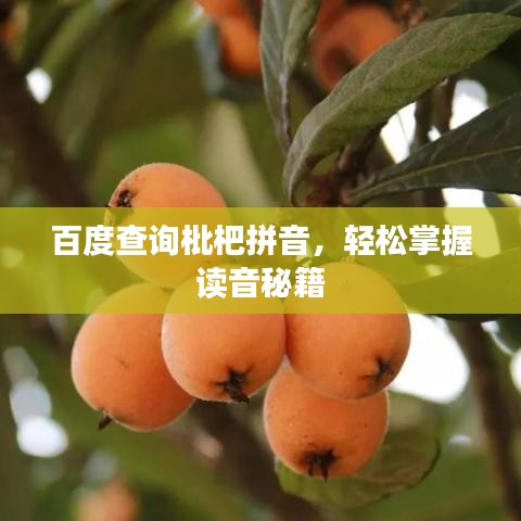百度查询枇杷拼音，轻松掌握读音秘籍