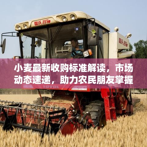 小麦最新收购标准解读，市场动态速递，助力农民朋友掌握最新资讯