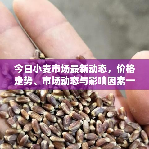 今日小麦市场最新动态，价格走势、市场动态与影响因素一网打尽