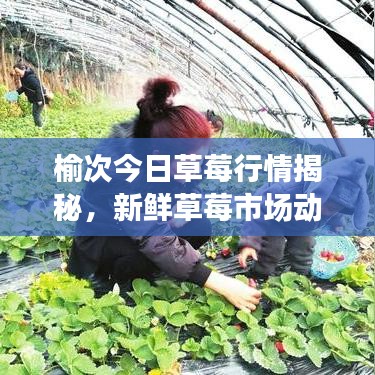 榆次今日草莓行情揭秘，新鲜草莓市场动态深度解析