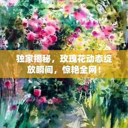 独家揭秘，玫瑰花动态绽放瞬间，惊艳全网！