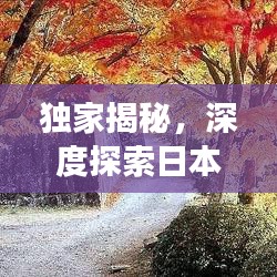 独家揭秘，深度探索日本的神秘之旅，绝美景点一网打尽！