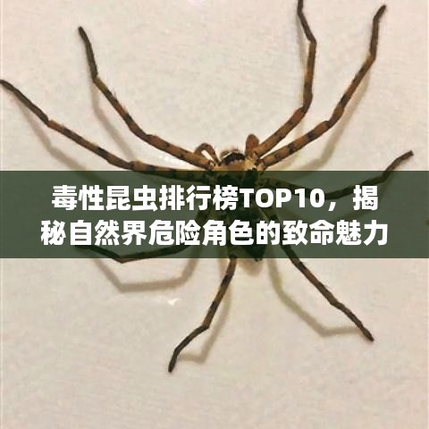 毒性昆虫排行榜TOP10，揭秘自然界危险角色的致命魅力
