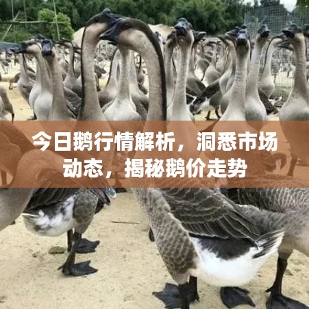 今日鹅行情解析，洞悉市场动态，揭秘鹅价走势