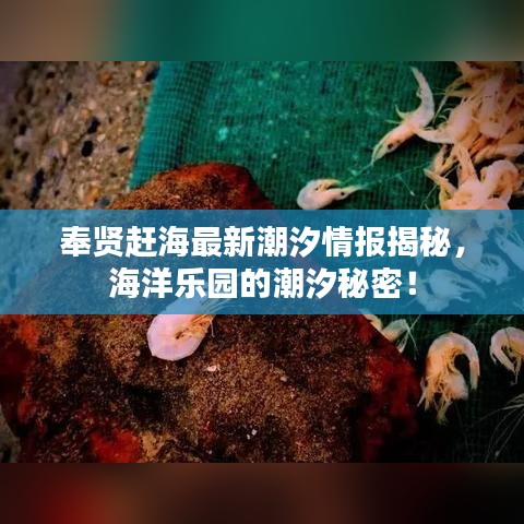 奉贤赶海最新潮汐情报揭秘，海洋乐园的潮汐秘密！