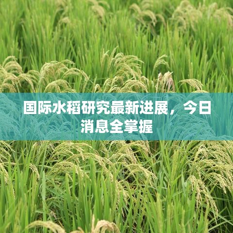 国际水稻研究最新进展，今日消息全掌握