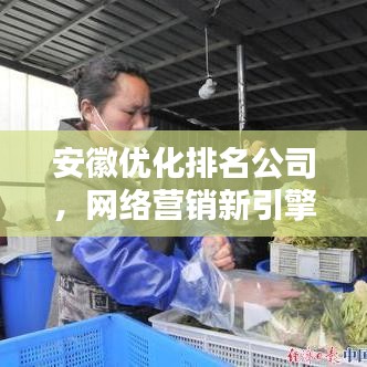 安徽优化排名公司，网络营销新引擎，助力企业飞速前行