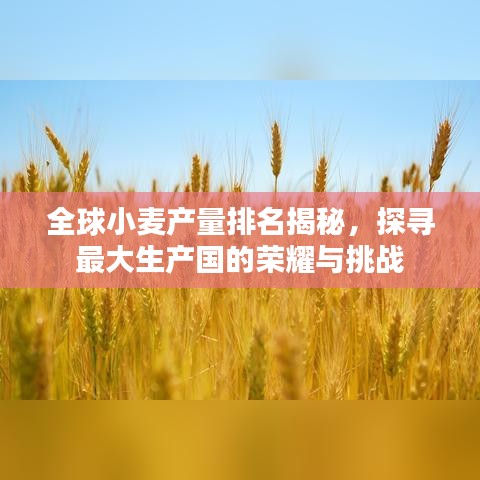 全球小麦产量排名揭秘，探寻最大生产国的荣耀与挑战
