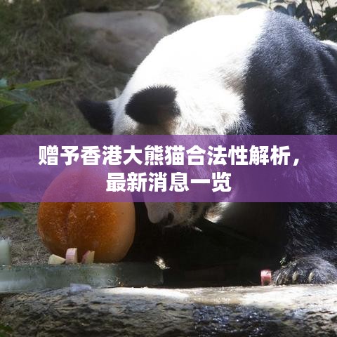 赠予香港大熊猫合法性解析，最新消息一览