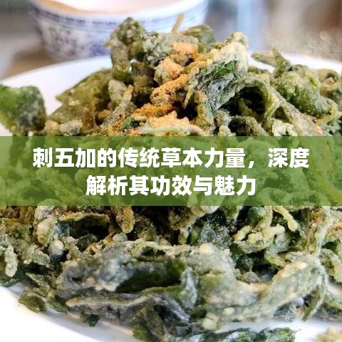 刺五加的传统草本力量，深度解析其功效与魅力