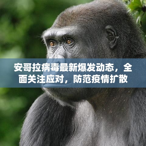 安哥拉病毒最新爆发动态，全面关注应对，防范疫情扩散