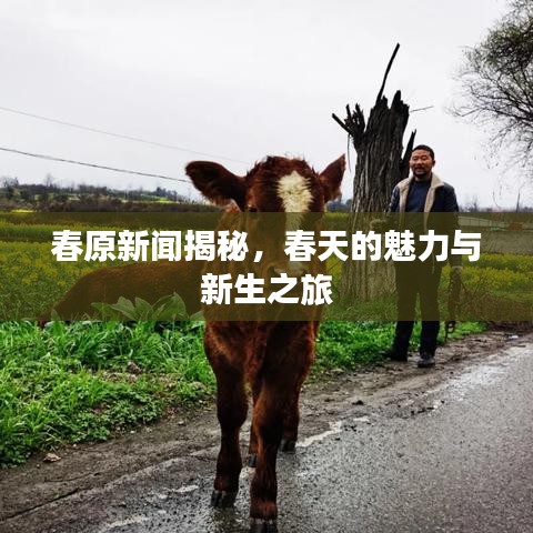 春原新闻揭秘，春天的魅力与新生之旅