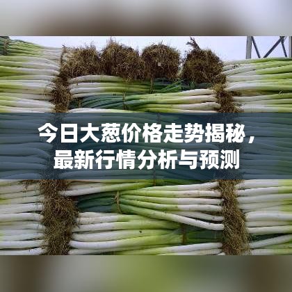 今日大葱价格走势揭秘，最新行情分析与预测