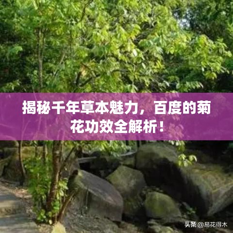 揭秘千年草本魅力，百度的菊花功效全解析！