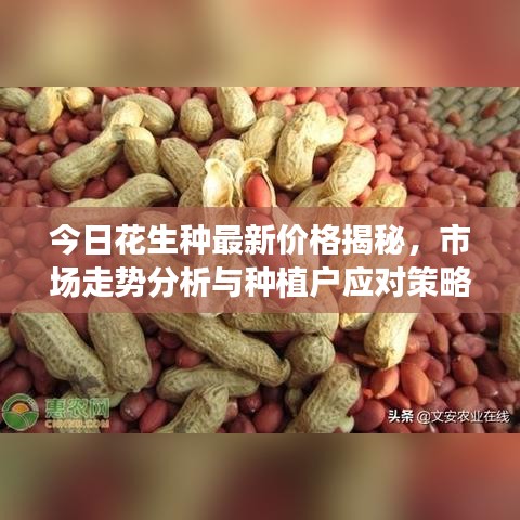 今日花生种最新价格揭秘，市场走势分析与种植户应对策略探讨