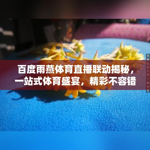 百度雨燕体育直播联动揭秘，一站式体育盛宴，精彩不容错过！