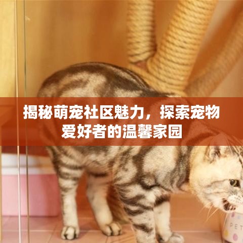 揭秘萌宠社区魅力，探索宠物爱好者的温馨家园