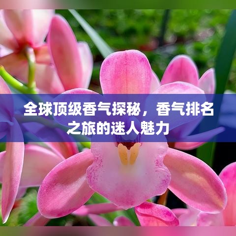 全球顶级香气探秘，香气排名之旅的迷人魅力