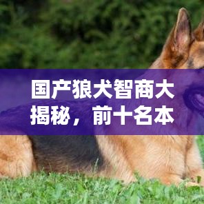 国产狼犬智商大揭秘，前十名本土智慧之星榜单！