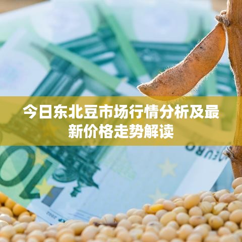 今日东北豆市场行情分析及最新价格走势解读