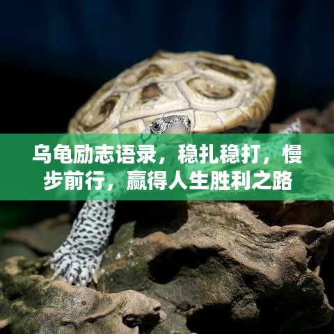 乌龟励志语录，稳扎稳打，慢步前行，赢得人生胜利之路