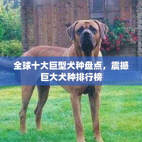 全球十大巨型犬种盘点，震撼巨大犬种排行榜