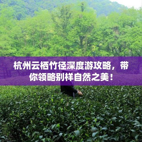 杭州云栖竹径深度游攻略，带你领略别样自然之美！