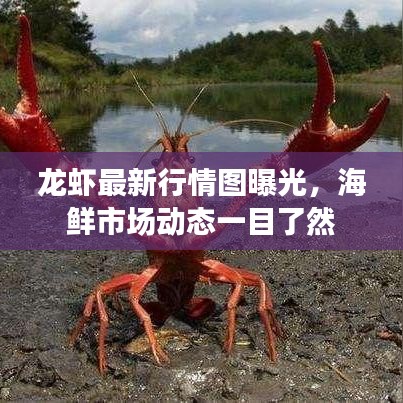 龙虾最新行情图曝光，海鲜市场动态一目了然