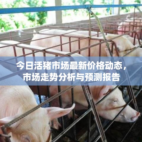 今日活猪市场最新价格动态，市场走势分析与预测报告