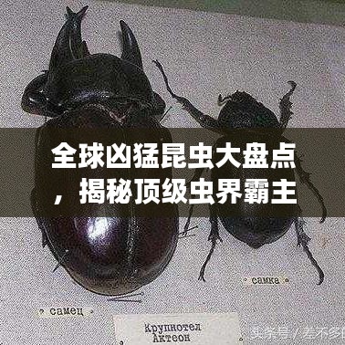 全球凶猛昆虫大盘点，揭秘顶级虫界霸主排名