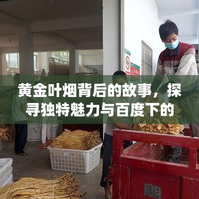 黄金叶烟背后的故事，探寻独特魅力与百度下的精彩世界