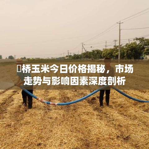 埇桥玉米今日价格揭秘，市场走势与影响因素深度剖析