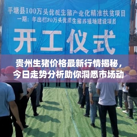 贵州生猪价格最新行情揭秘，今日走势分析助你洞悉市场动态！