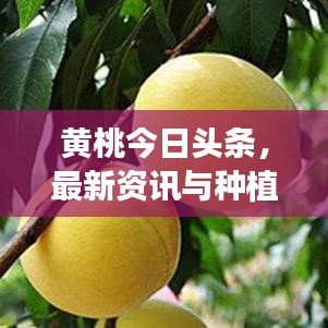 黄桃今日头条，最新资讯与种植技术深度解析