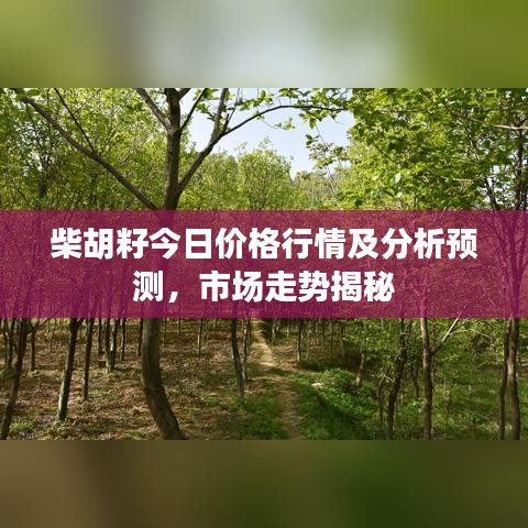 柴胡籽今日价格行情及分析预测，市场走势揭秘