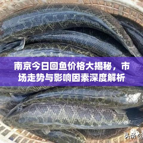 南京今日回鱼价格大揭秘，市场走势与影响因素深度解析