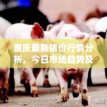 重庆最新猪价行情分析，今日市场趋势及价格揭秘