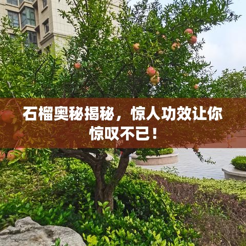 石榴奥秘揭秘，惊人功效让你惊叹不已！