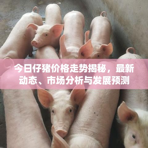今日仔猪价格走势揭秘，最新动态、市场分析与发展预测