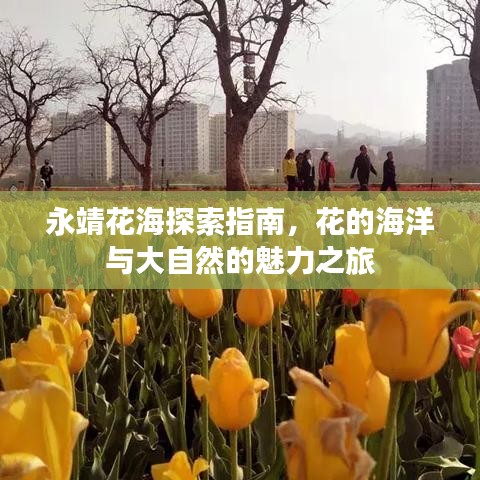 永靖花海探索指南，花的海洋与大自然的魅力之旅
