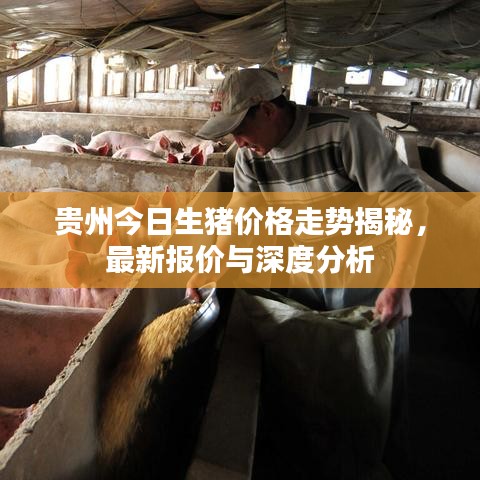贵州今日生猪价格走势揭秘，最新报价与深度分析