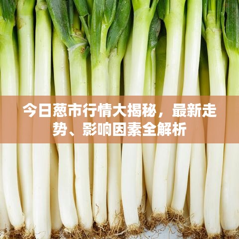 今日葱市行情大揭秘，最新走势、影响因素全解析